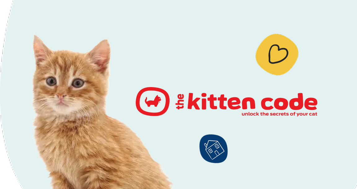 kitten code
