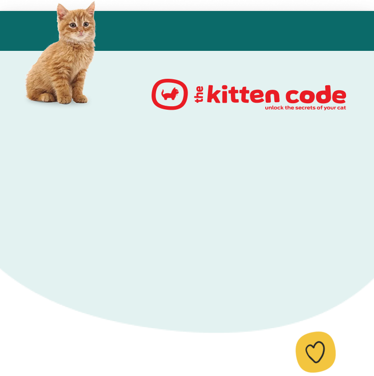 Kitten code mobile
