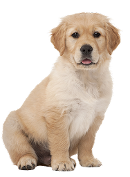 Growing Pup mobile