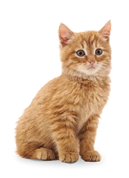 kitten code mobile