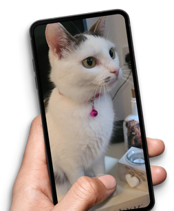 Cat on phone screen