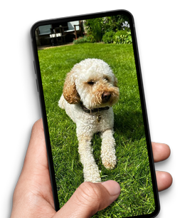 Dog on phone screen