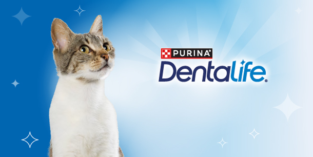 dentalife