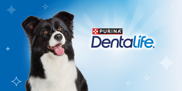 dentalife