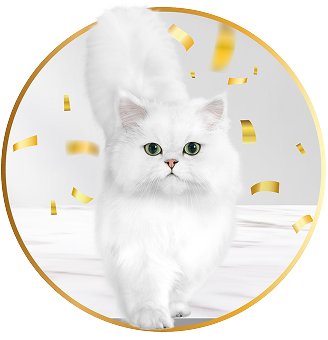 Gourmet cat
