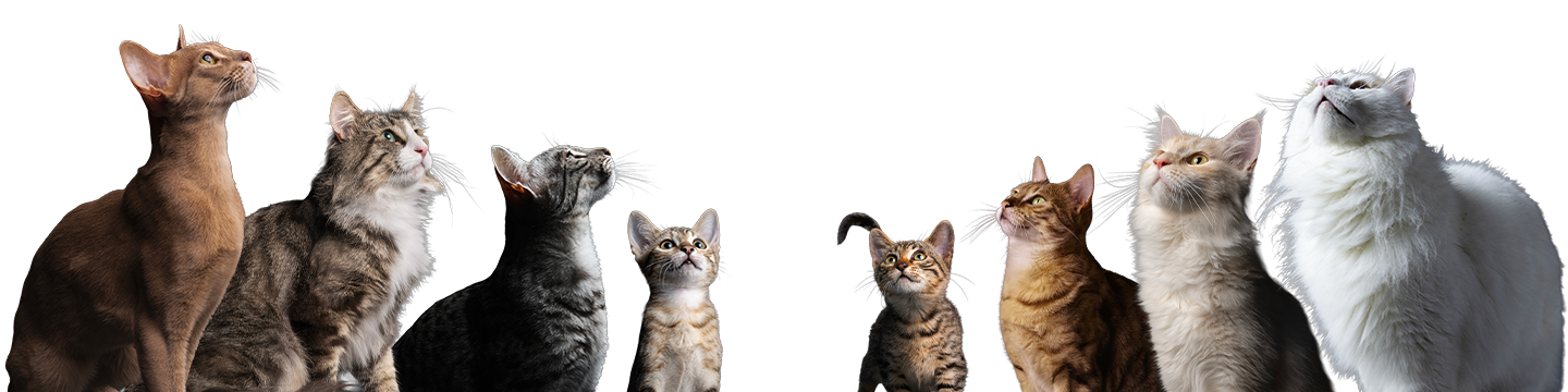 FAQ cats