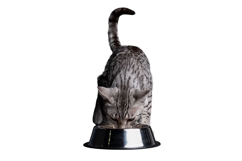 FAQ cat