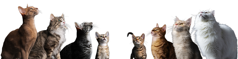 FAQ cat