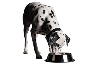 Dog FAQ