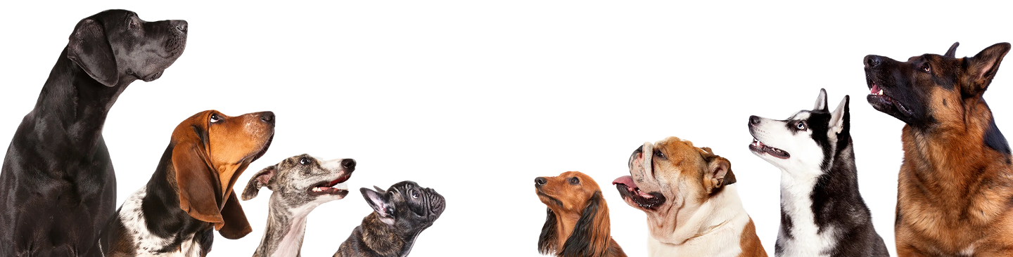 Dogs