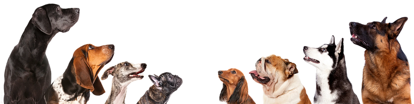Dogs