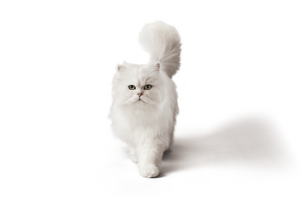 FAQ cat