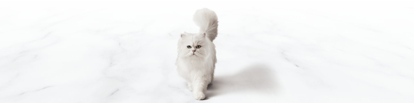 FAQ cat