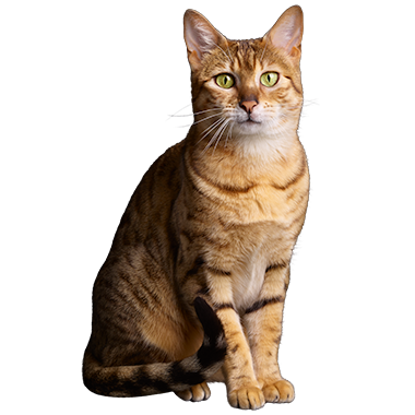 Newsletter cat