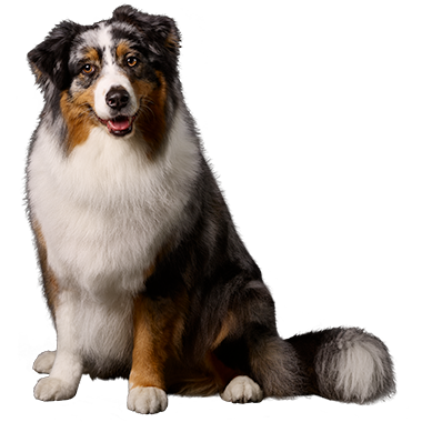 Newsletter dog