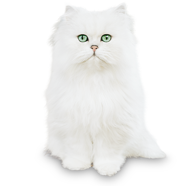 Newsletter cat