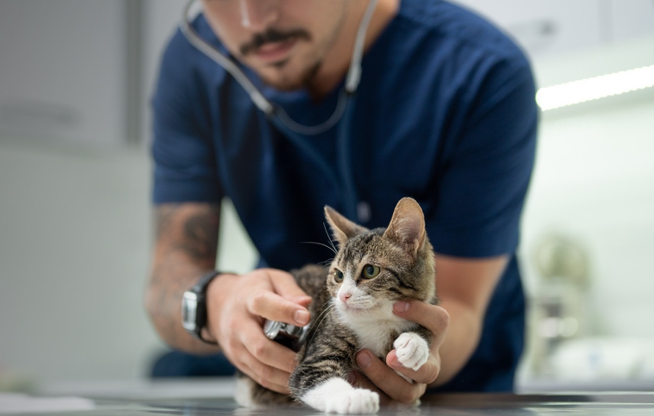 Are you a Veterinary Student?
