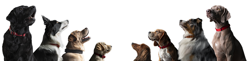 FAQ dogs
