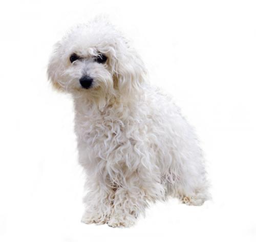 Bolognese dog sales