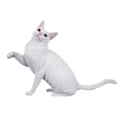 Khao Manee Cat Breed Information | Purina