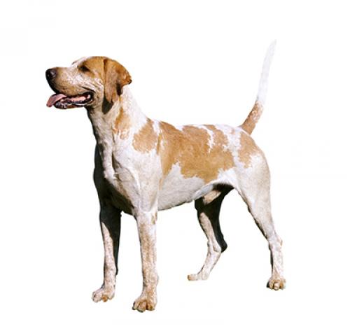 can english foxhounds be guard dogs