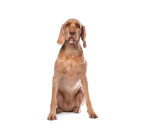 Wire coated vizsla top
