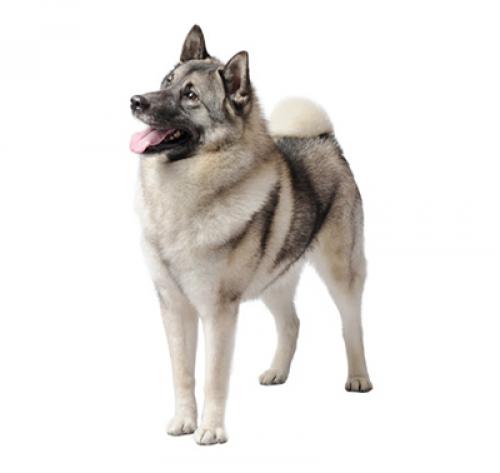 are swedish white elkhound aggressive