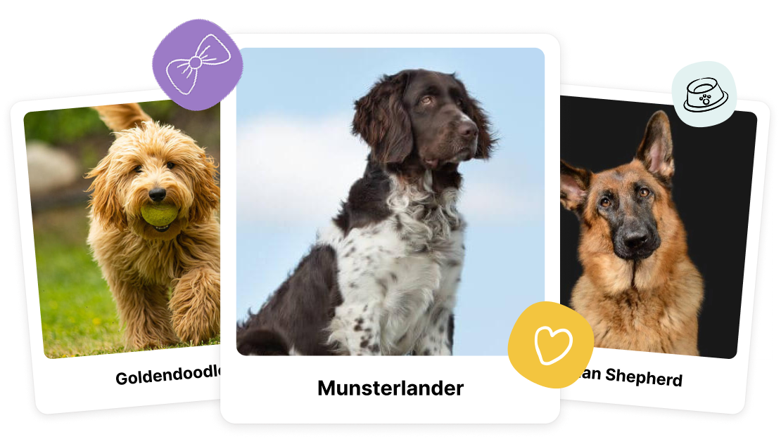 Cards dog option 1