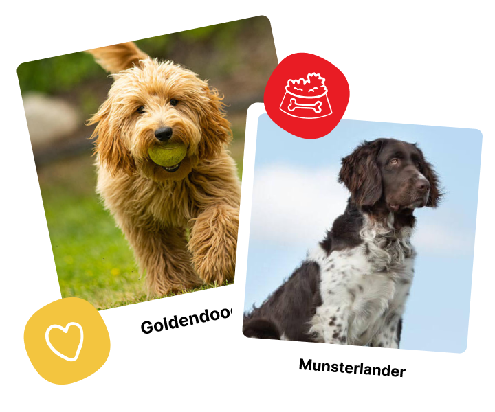 Cards dog option 1