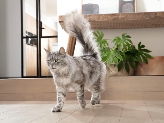 Purina One