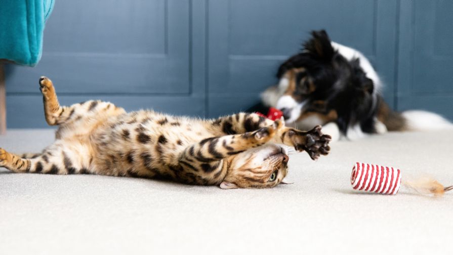 Tabby kitten playing with toy