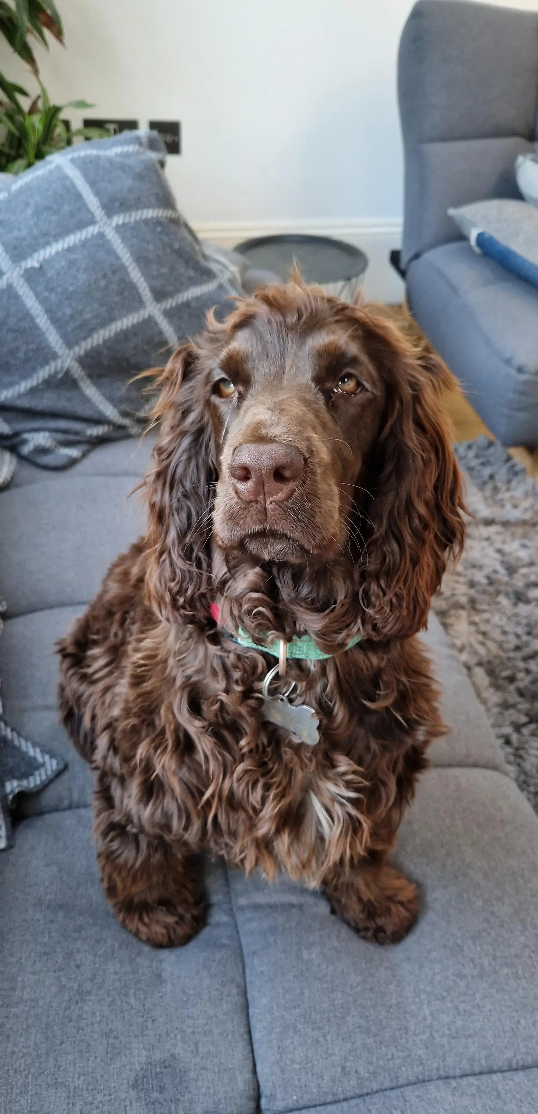 Cocker Spaniel (English)
