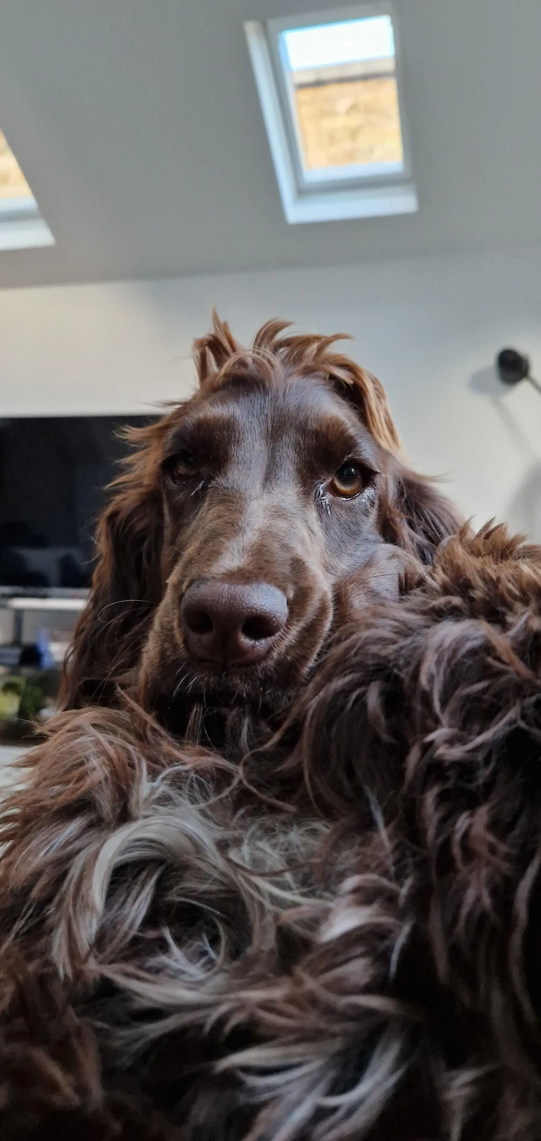 Cocker Spaniel (English)