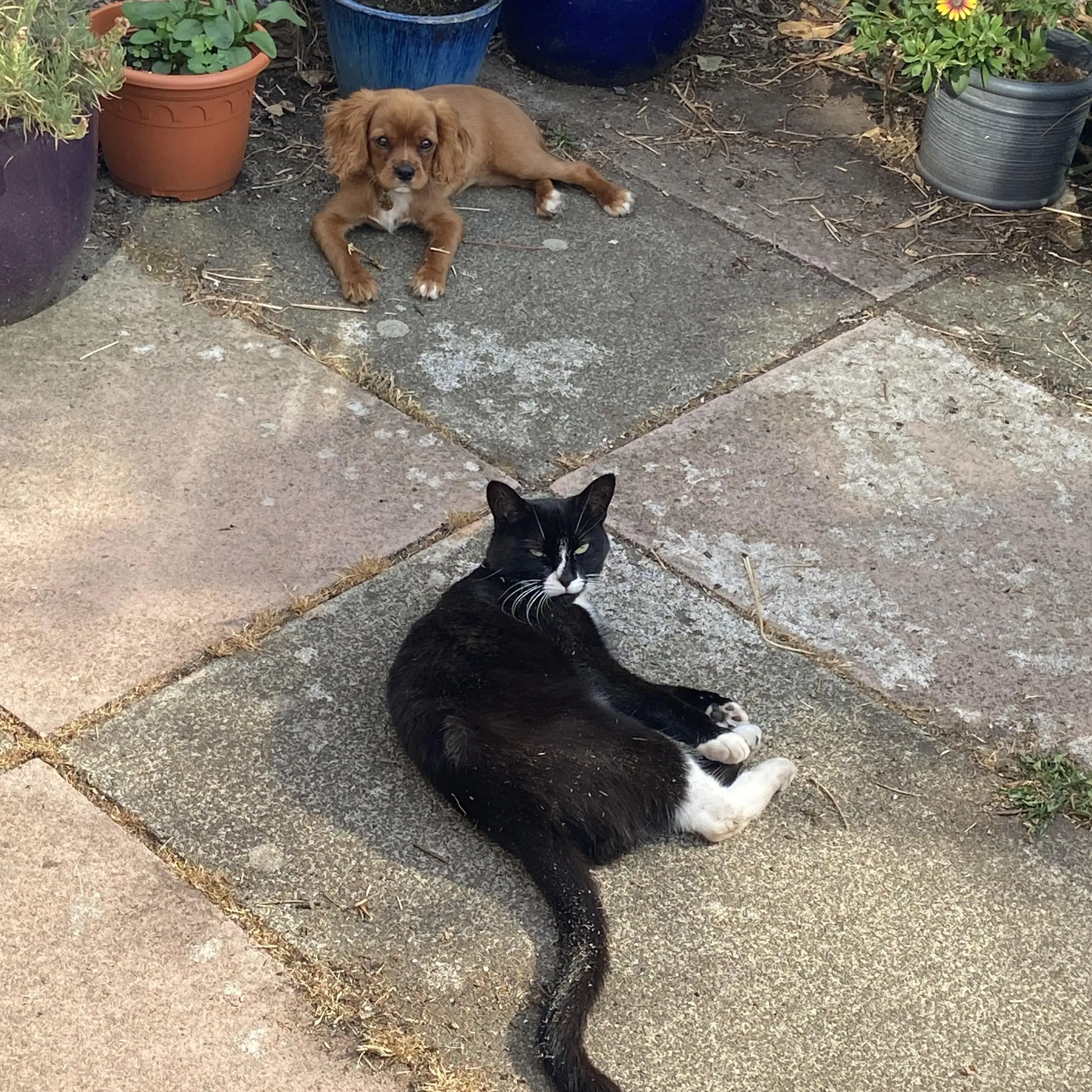 King Charles Spaniel