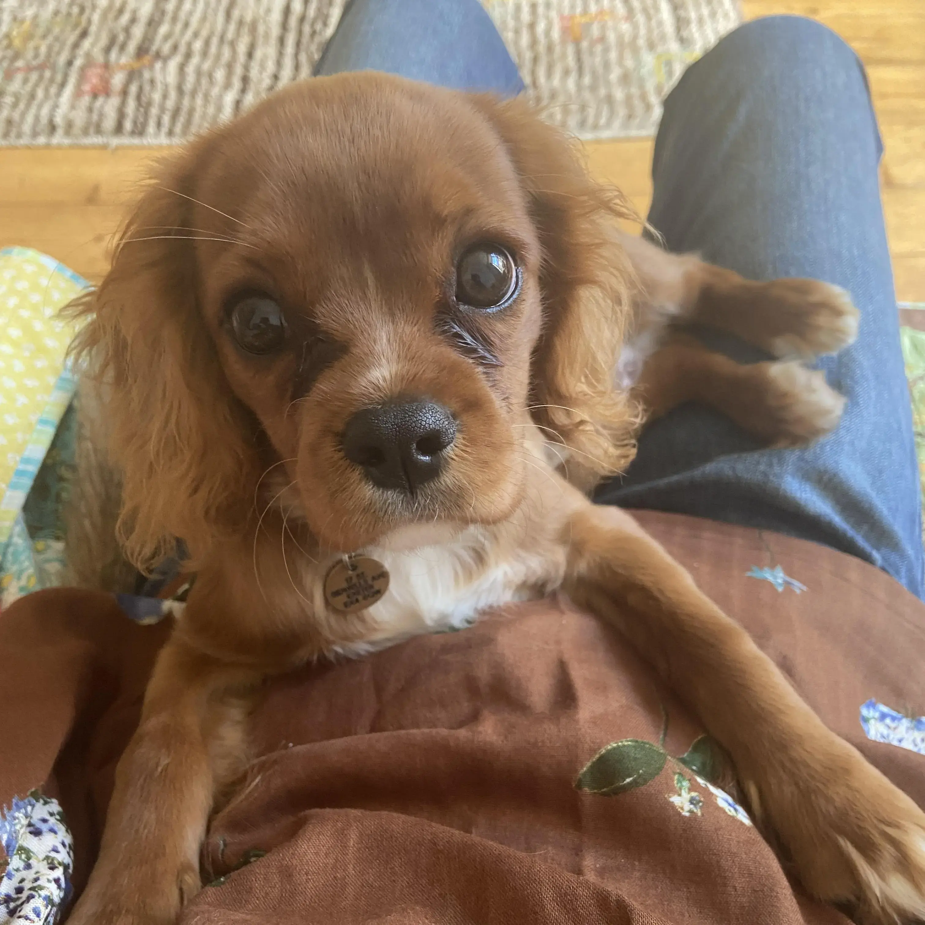 King Charles Spaniel