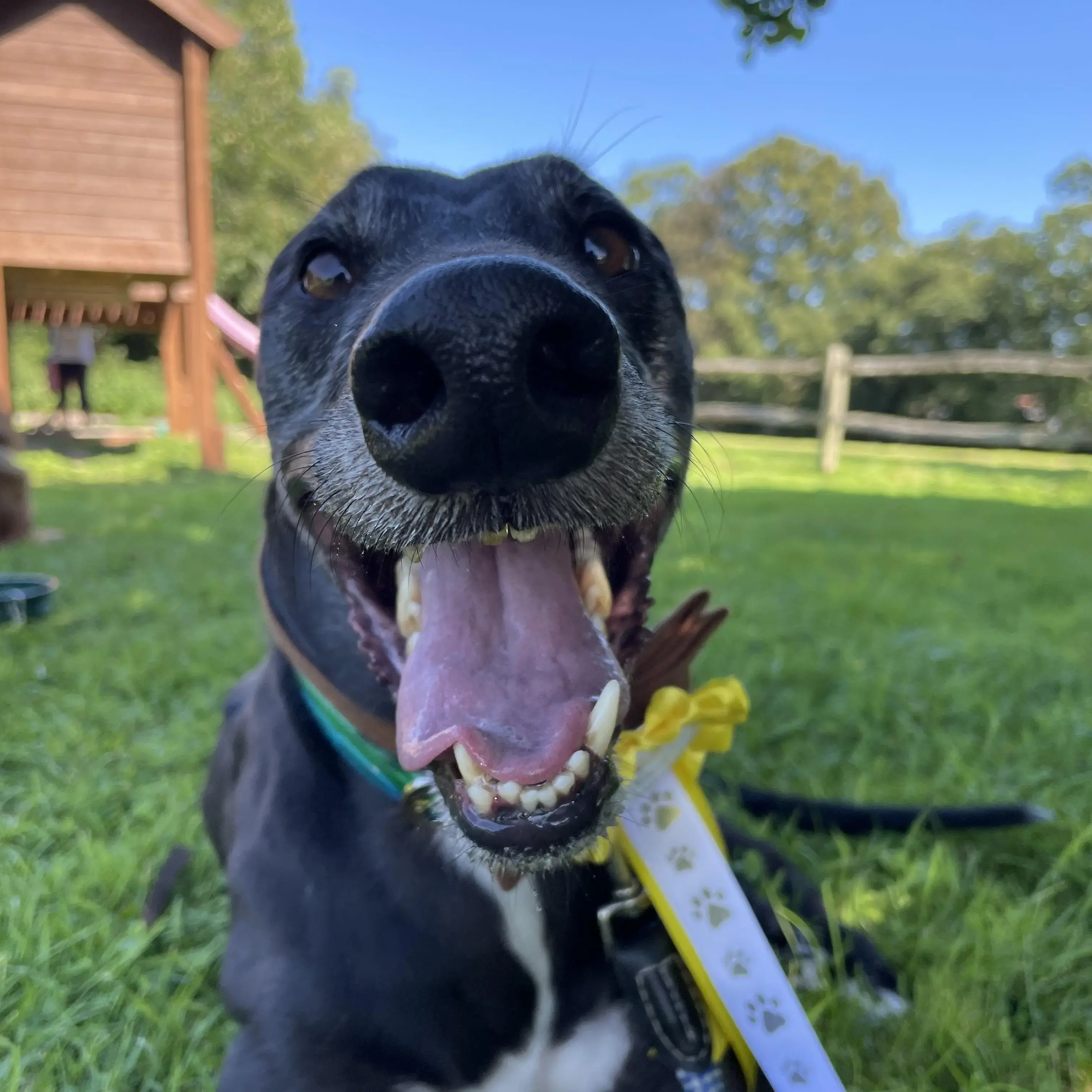 Greyhound