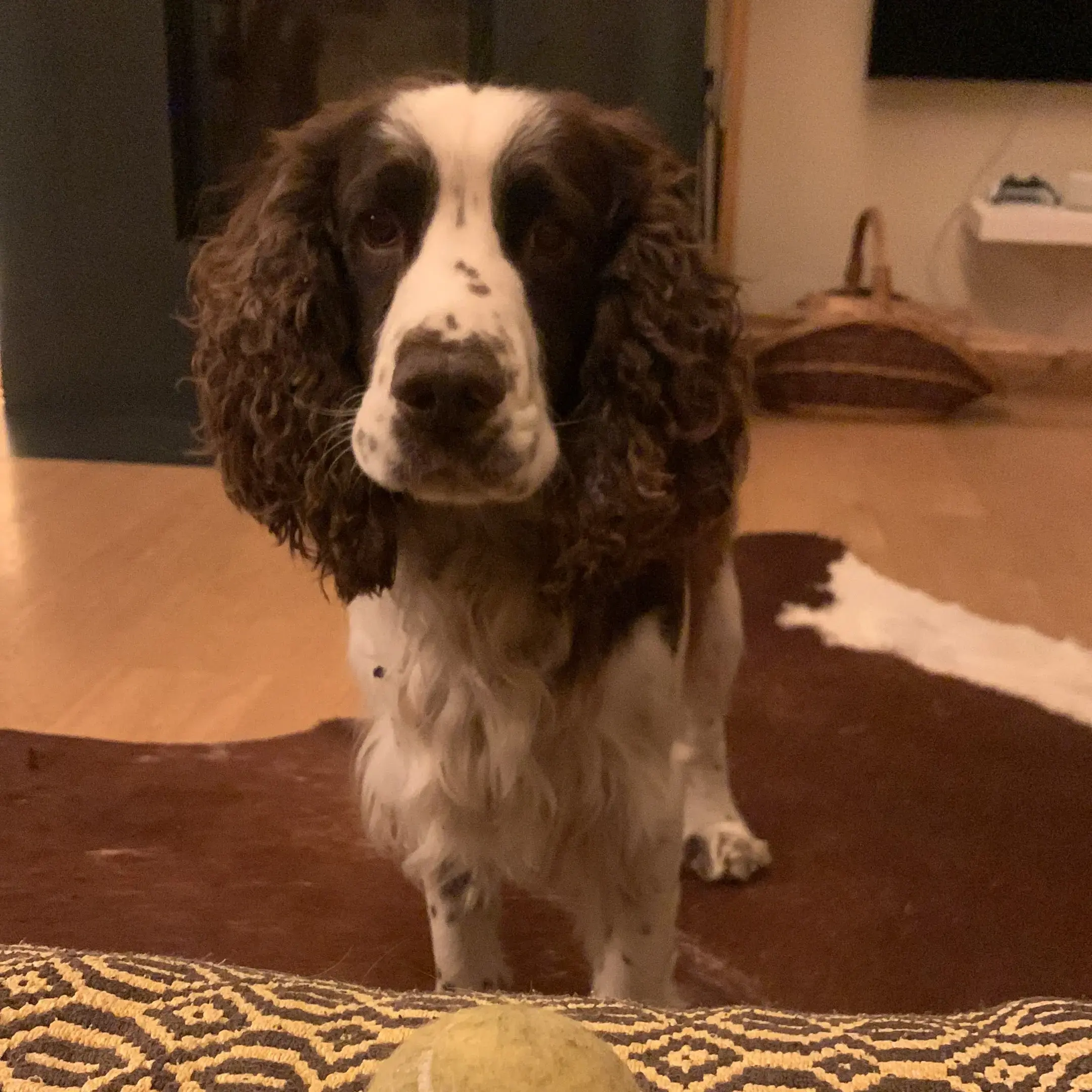 English Springer Spaniel