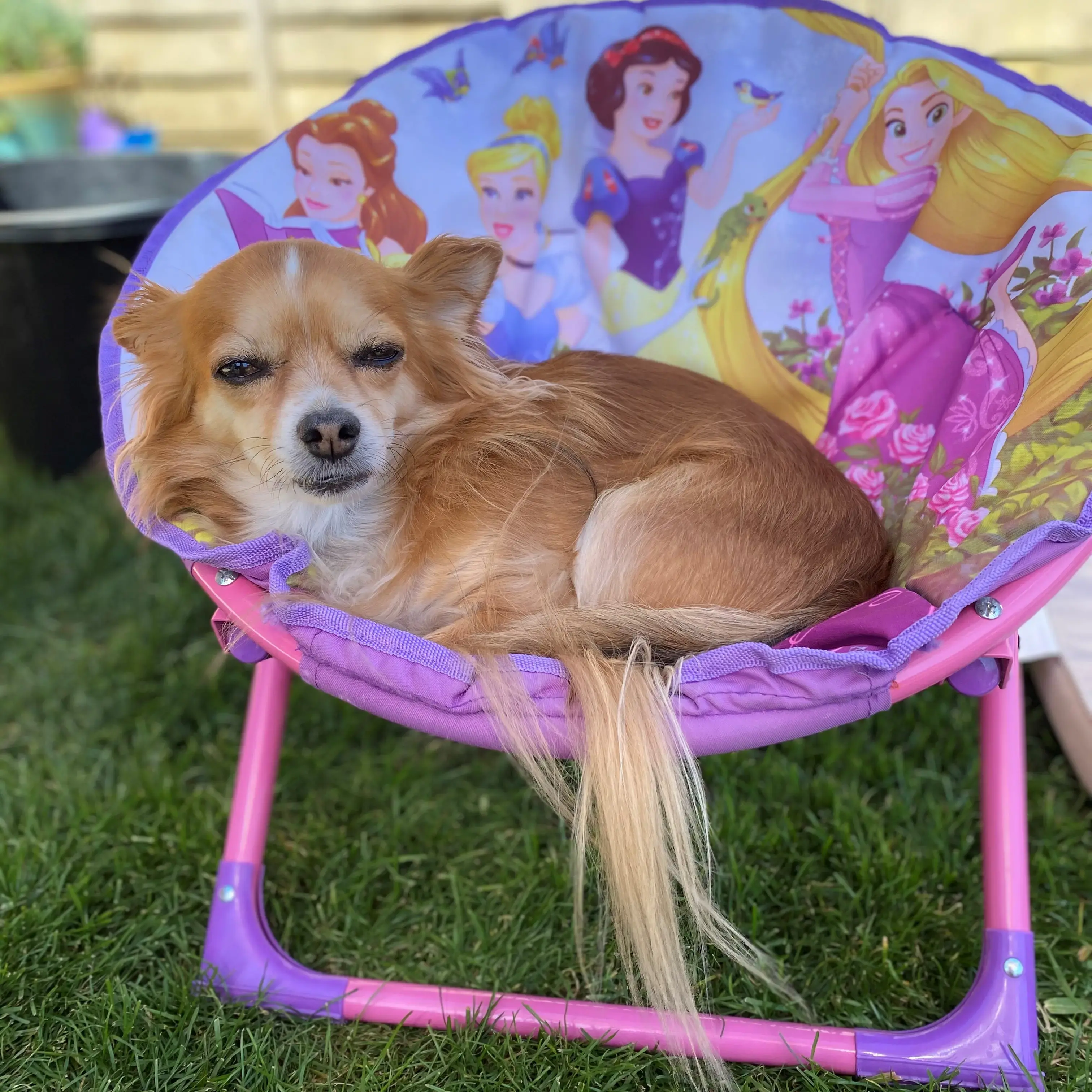 Chihuahua (Long Coat)