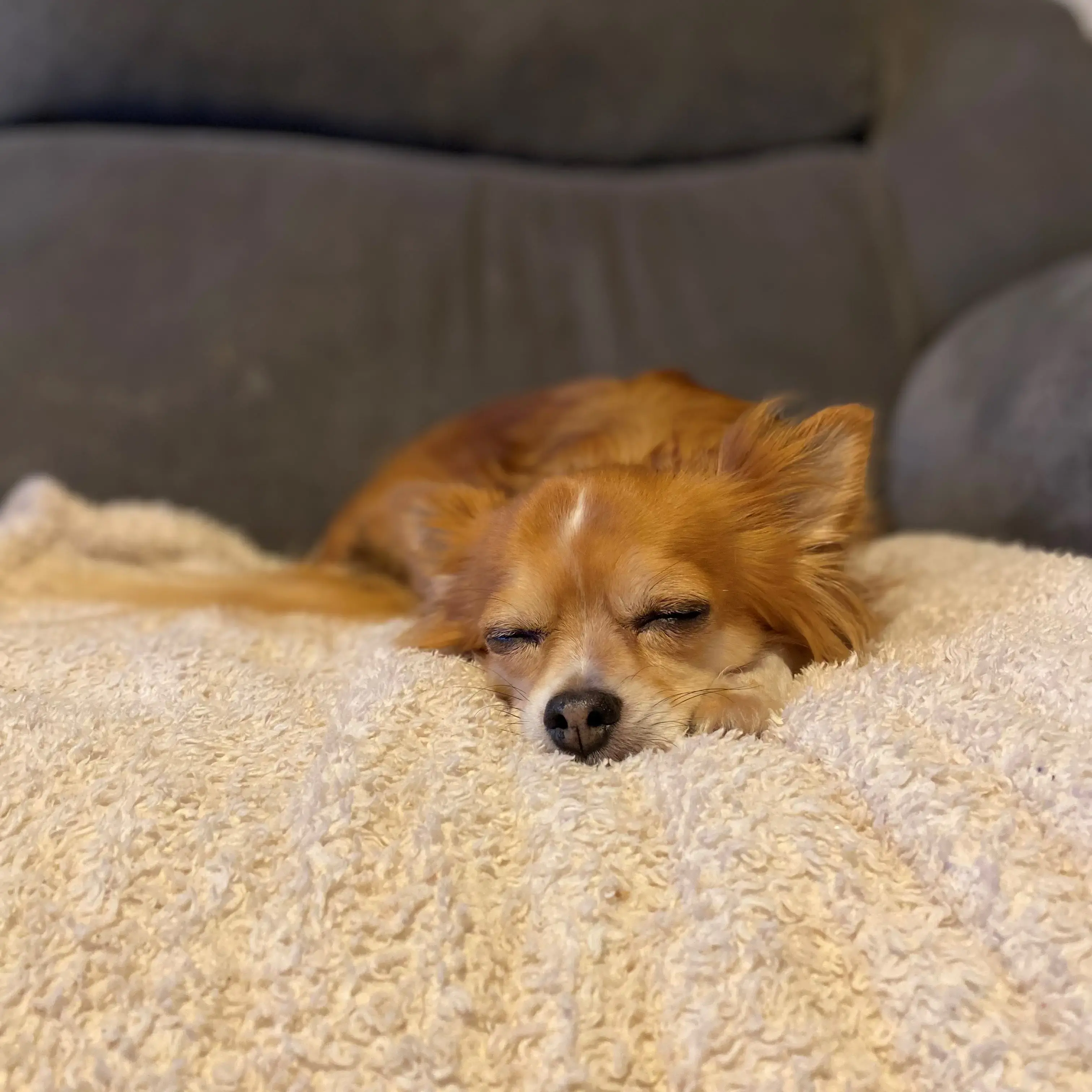 Chihuahua (Long Coat)