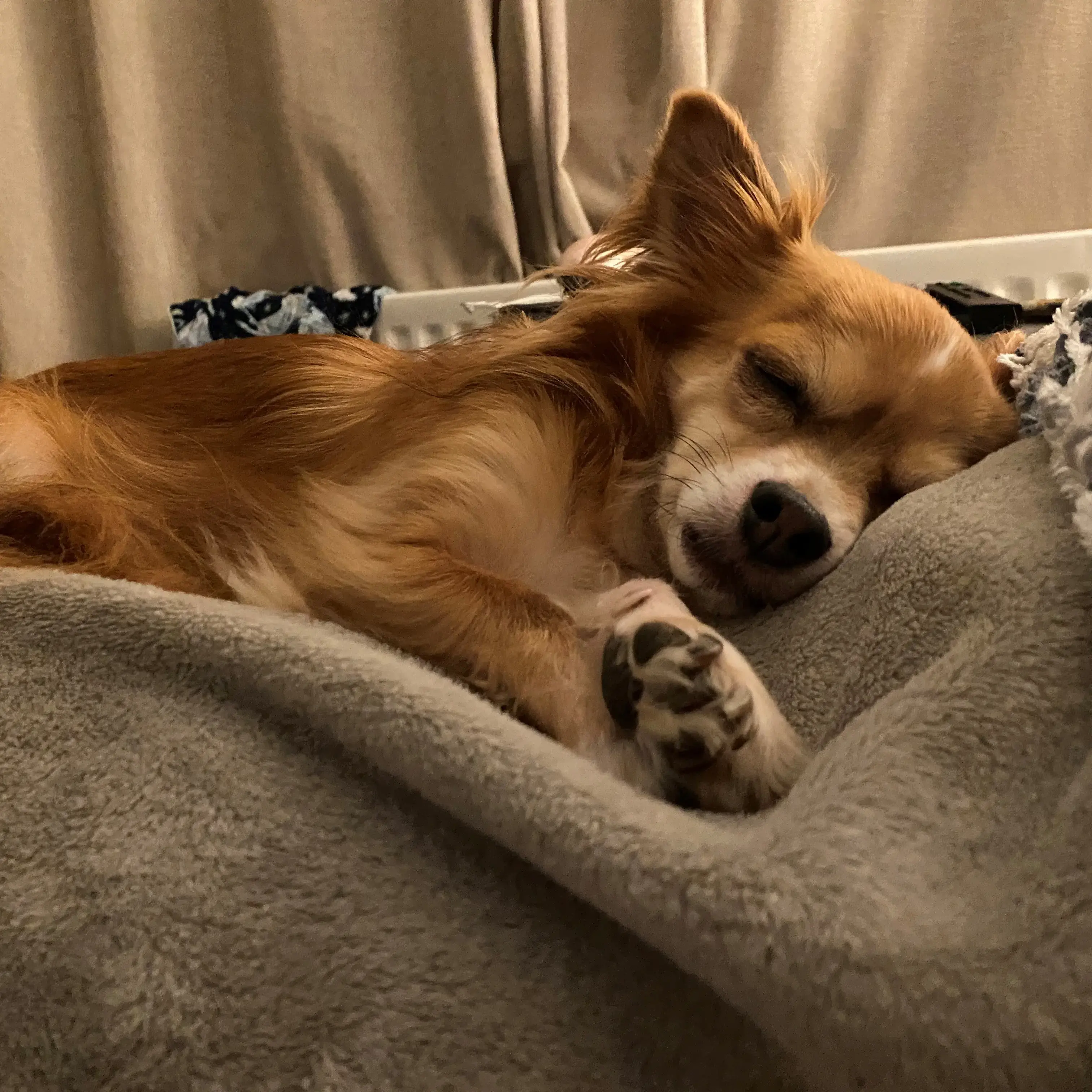 Chihuahua (Long Coat)