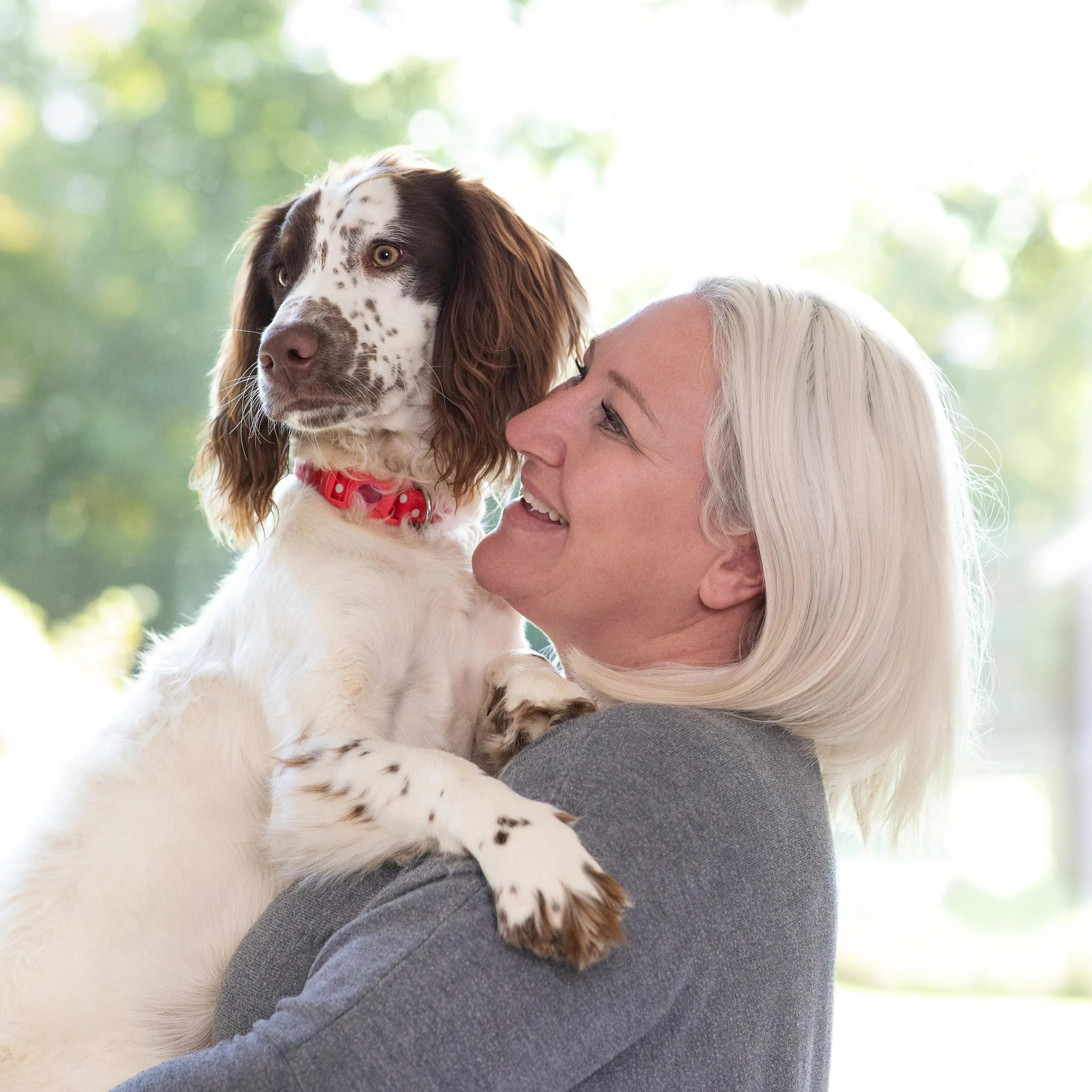 English Springer Spaniel
