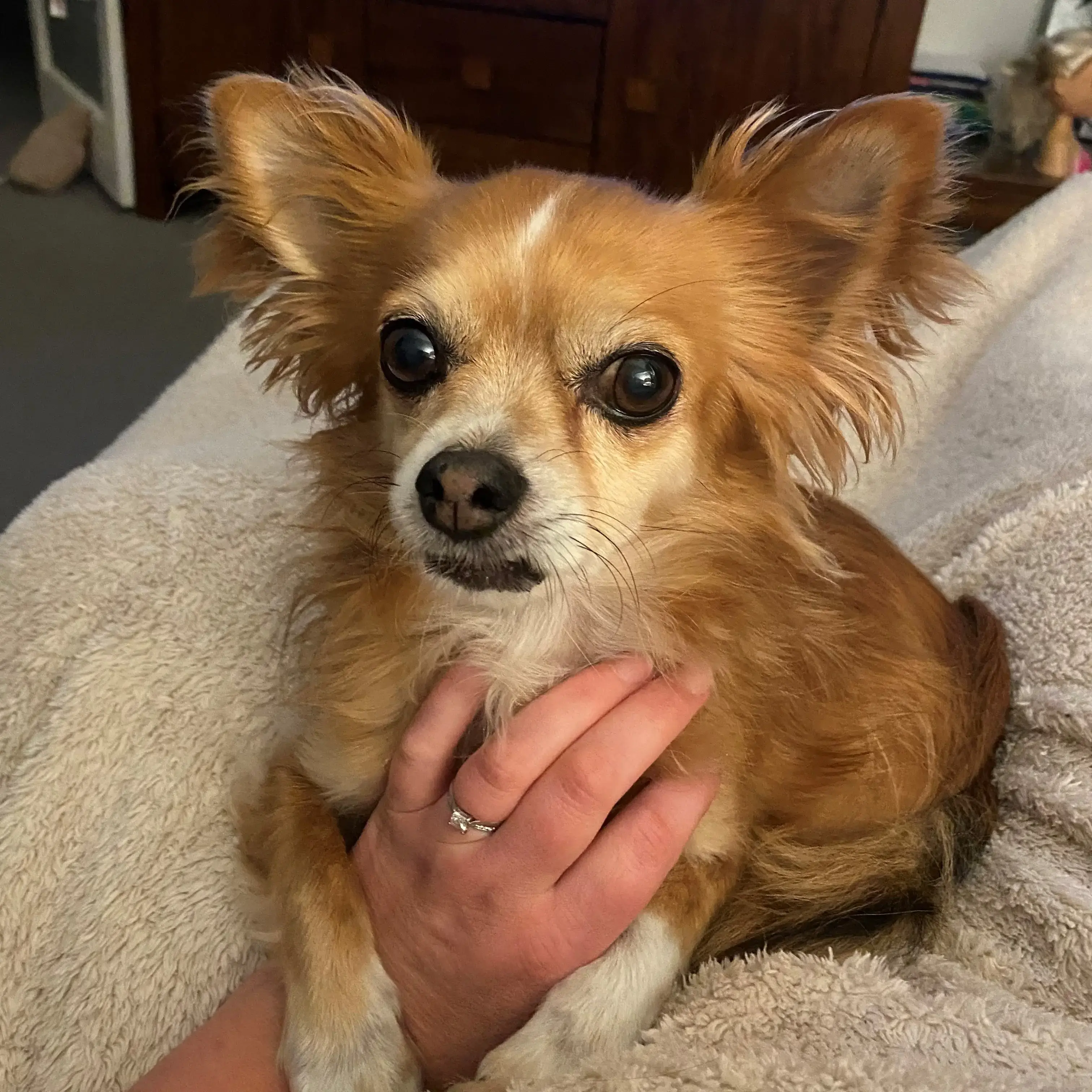 Chihuahua (Long Coat)