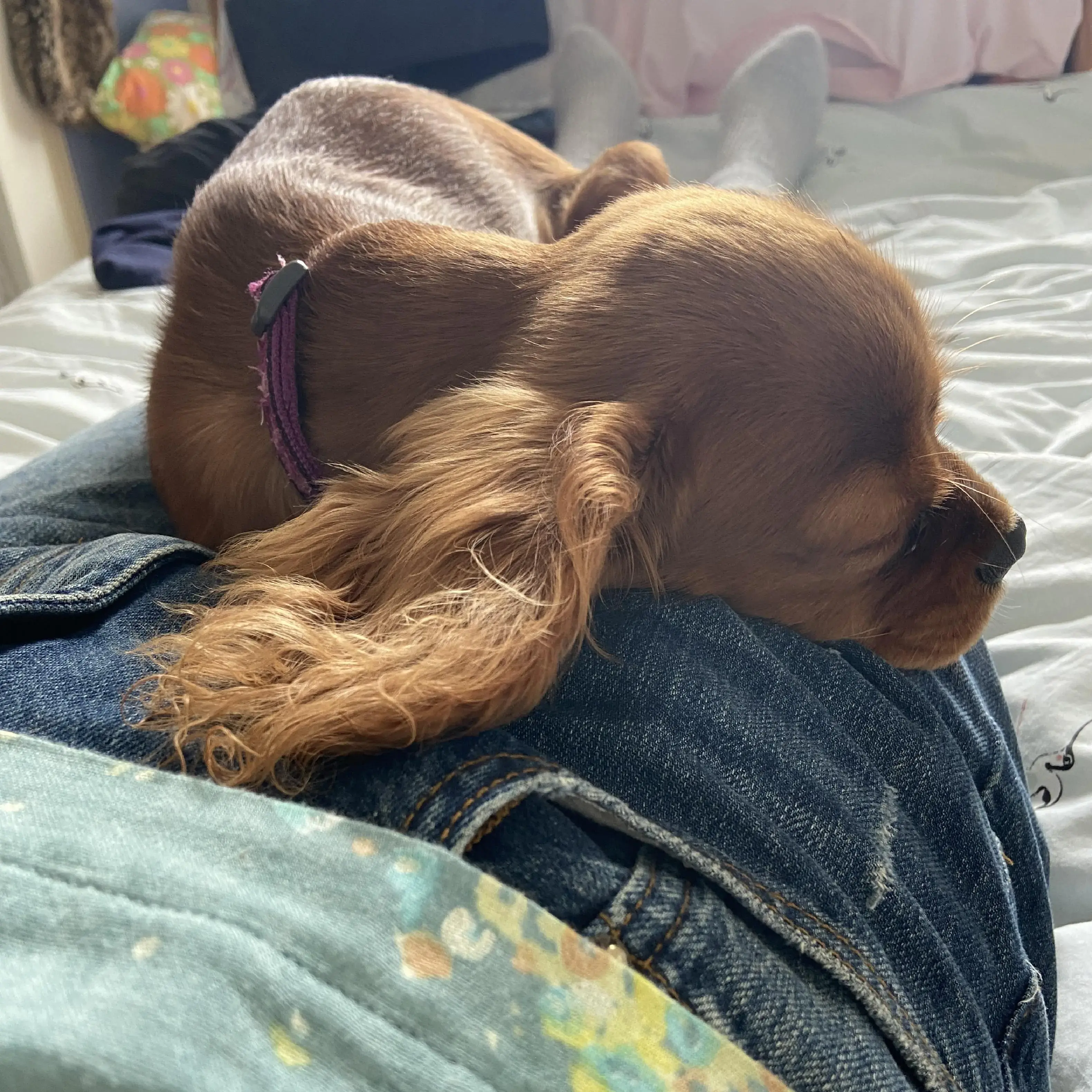 King Charles Spaniel