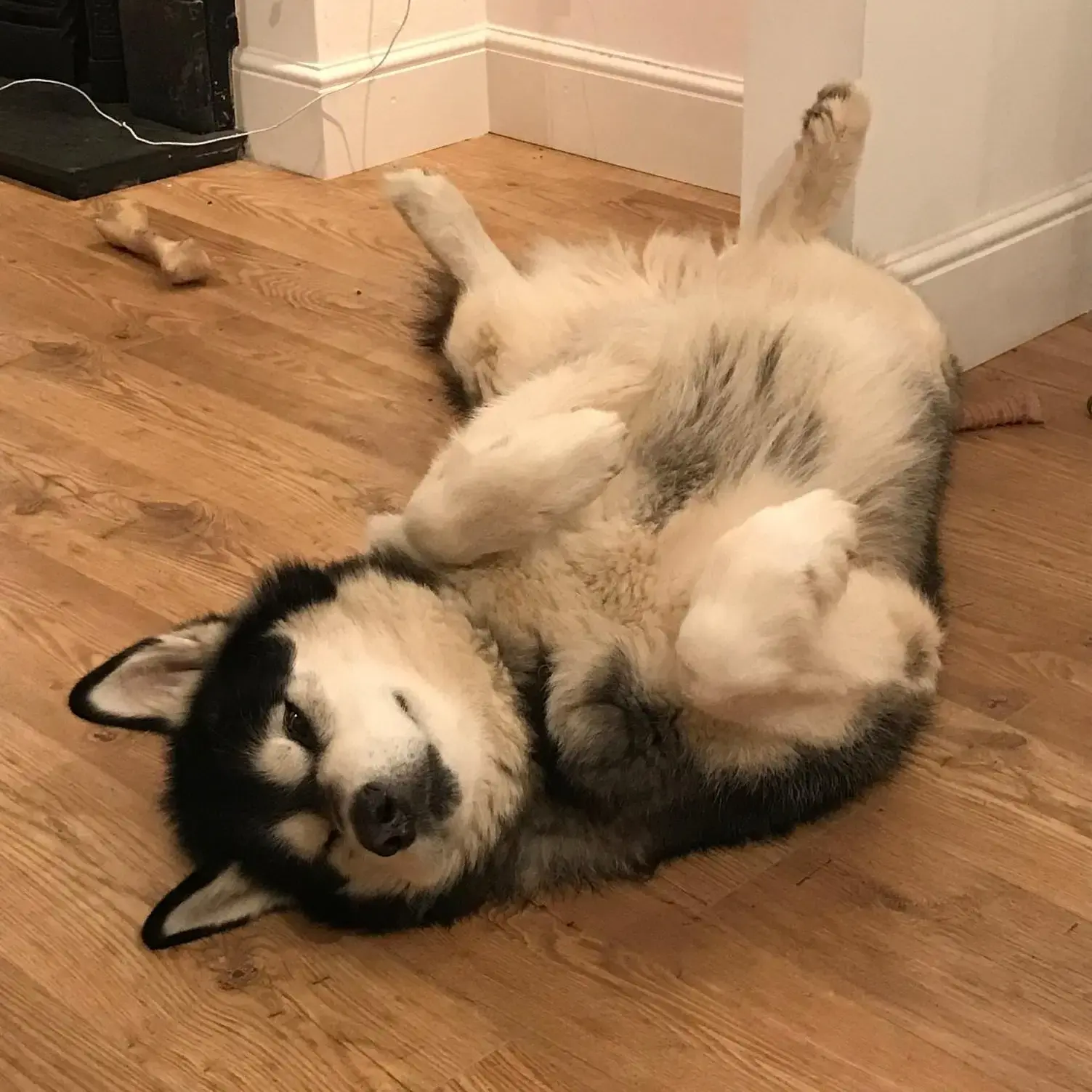 Alaskan Malamute