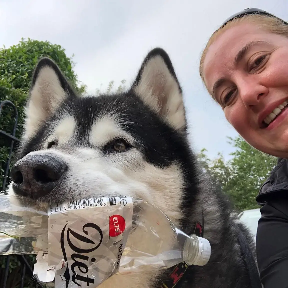 Alaskan Malamute