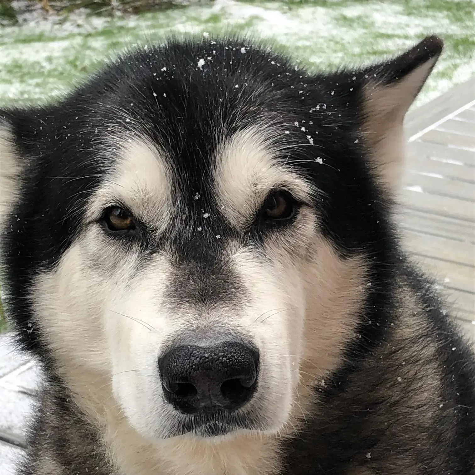 Alaskan Malamute
