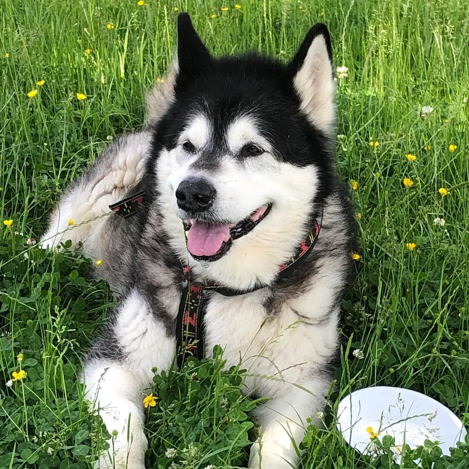 Alaskan Malamute
