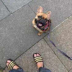 French Bulldog