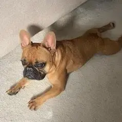 French Bulldog