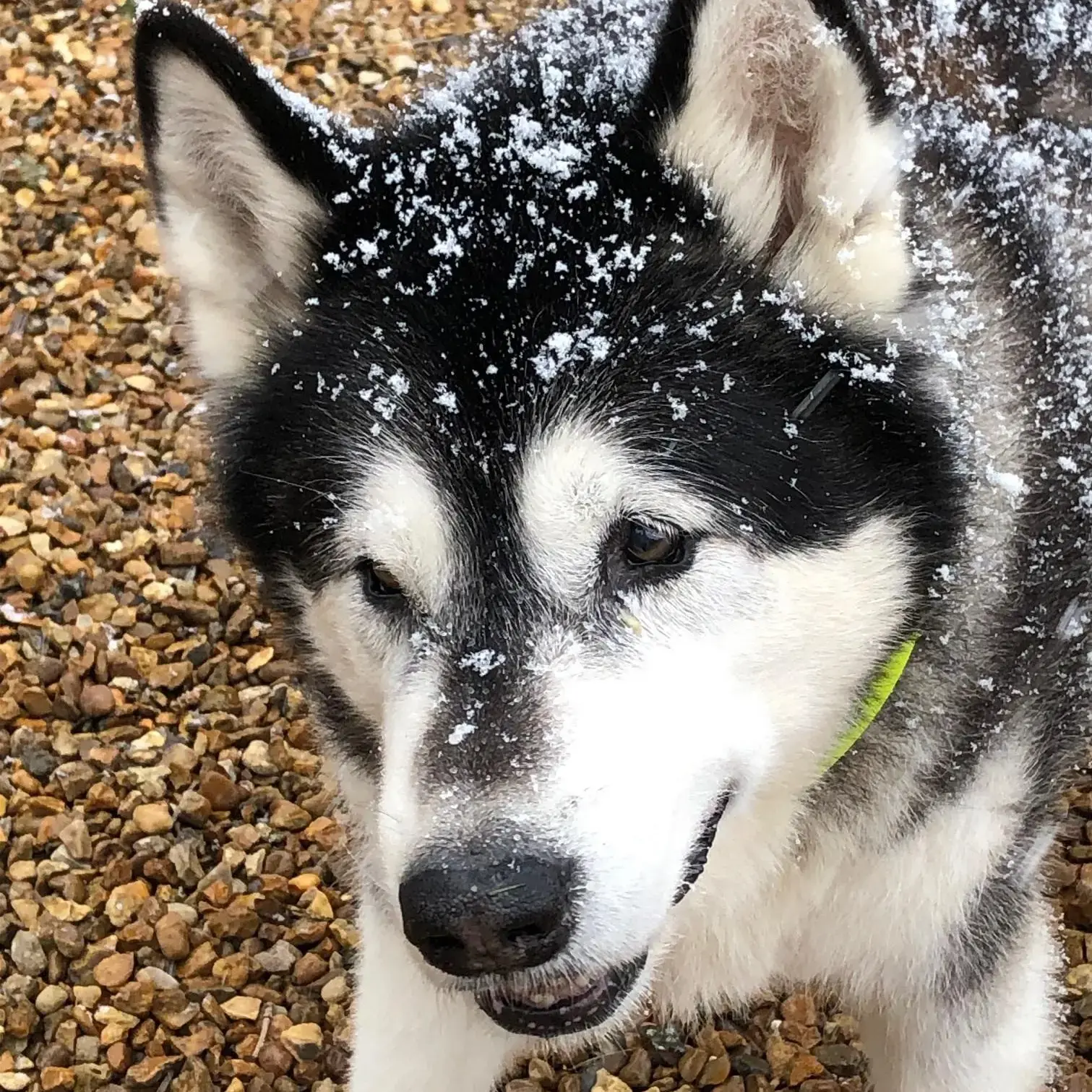 Alaskan Malamute